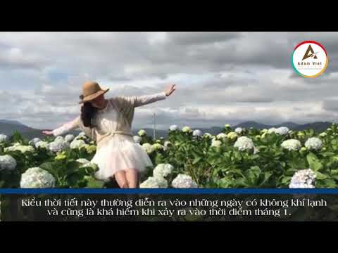 Du lịch Đà Lạt tháng 1 – có gì đẹp và thú vị | ADAMVIET MEDIA
