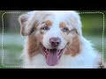 X Wie Xoloitzcuintle Video preview