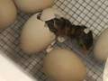 Guinea Fowl Hatching seen on EGG Cam