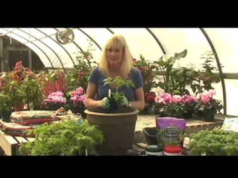 White Flower Farm - How to Grow Tomatoes in a Container