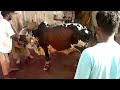Hyderabad Cow Slaughter 2013 On Bakra Eid images Hyderabad Cow Slaughter 2013 On Bakra Eid