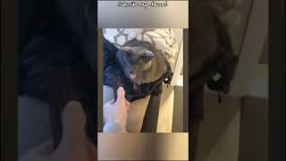 Short Funny Video