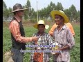 มันเทศเหลืองไข่บุรีรัมย์หั