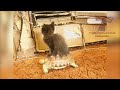 Super FUNNY CATS - TRY NOT TO LAUGH CHALLENGE - Best CAT VIDEOS compilation