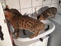 Bengalen