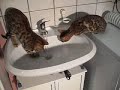 Bengalen