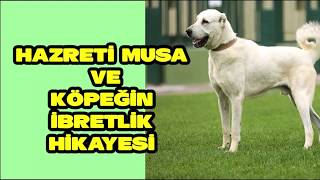 Hazreti Musayı Isıran Köpek Hikayesi