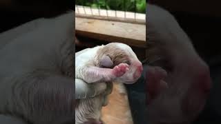 My Second 3D Kennels Litter Ever Ten Beautiful Baby Bullies Five And Five Of Each Gender