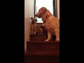 Japan the golden retriever teaching puppy to use the staris