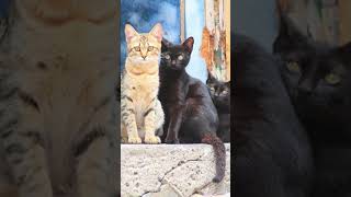 What Is A Group Of Cats Called?