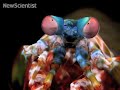 Satellite eyes give mantis shrimp unique vision