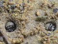 Fishing larvae of tiger beetles