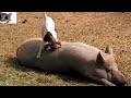 Funny Videos For Kids 2014 - Funny & Cute Baby Animals Compilation 2014
