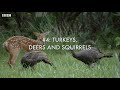 Weirdest Animal Relationships | Top 5 | BBC Earth