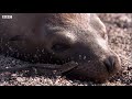 Weirdest Animal Relationships | Top 5 | BBC Earth