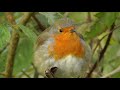 Robin Birds Singing and Chirping in The Morning - Video and Bird Song Relaxation Sounds