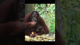 Mother Orangutan & Baby Feasting.