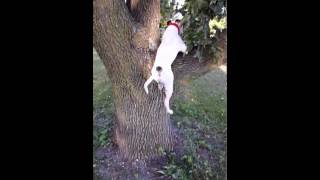 Pit Bull Climbs Tree