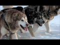 Dog sledding with Alaskan malamutes II
