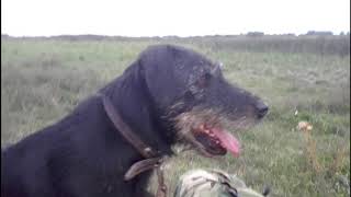 Duck Hunting With Pera,German Huntng Terrier