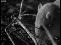 Wild cat mother feeds cute kitten - Cats Under the Serengeti Stars - BBC