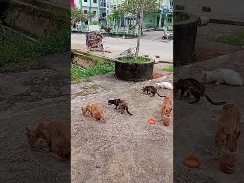 Astaghfirullah! Paha Kirinya  Oyen Jalanan  Luka Robek Tega Banget Oknum Manusia Itu Ya ❓😭