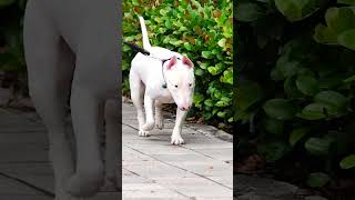 Furry Friends At The Miami River Bull Terrier Pups