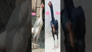White Shmo Vs Black Shamo
