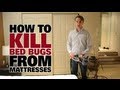 How to Get Rid of Bed Bugs - Dupray Steam Cleaners