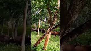 Herd Of Indian Gaur