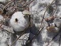 Earthstars and Deer Lichen Broadcasting