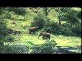 Chinnar Wildlife Sanctuary Wildlife_Flash news