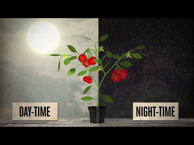 Watch Temperature ottimali diurne e notturne on YouTube.
