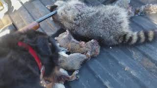 Pen The Jagdterrier Gamedog Treed A And 13 Squirrels