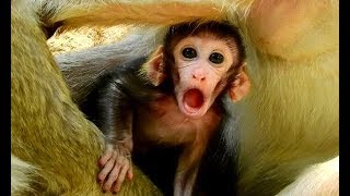 WOOW ! Cameraman verry surprise see Funny face Malo verry cute | Why Malo open bigg mouth like this