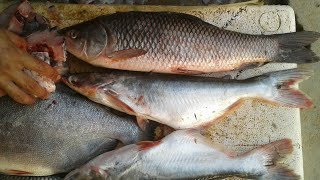 Fish Cleaning & By Expert Fish Cutter... Nip Vlog