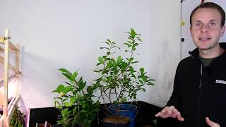 Exoten Im Garten Erdbeerbaum - Arbutus Unedo Gartenschlau Gartenschlau