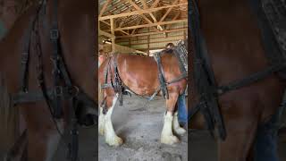 Clydesdale Horse First Time In Harness!  #Shorts #Clydesdale #Oliver #Horse #Horses #Rescuehorse