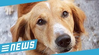 Hund misshandelt? Film gestorben! - FLIPPS News