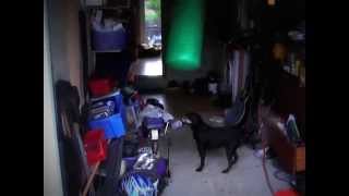 Barry The Patterdale Terrier. Barry Doing Some More Training For The Big Fight With Bertie