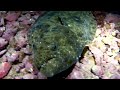 More Lobster Hunting and Kayak Diving with GoPro