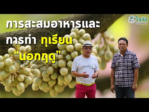 การสะสมอาหาร และเทคนิคการทำทุเรียนนอกฤดู