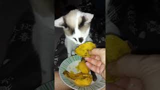 A Menina Chupando Manga