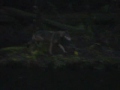 Elusive canine