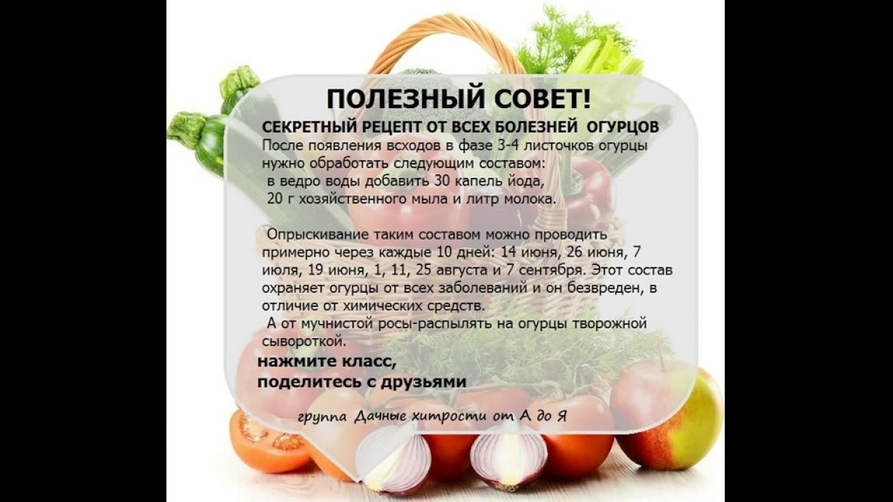 Чудо-огород - садоводам и дачникам про овощи, фрукты, грибы и Все в огород - полезные материалы про сад и дачу