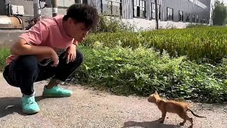 Top Funny Fake Sound Moments That Leave Pets Totally Confused
