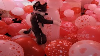 Valentines Day Balloons Playing And Deflation Non Pop