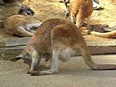 カンガルーの赤ちゃん（多摩動物公園）01