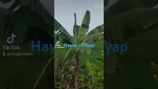 Penak Munya