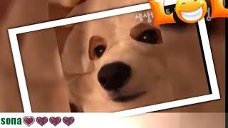 Funny cat dog video .......😋🙂😃😃